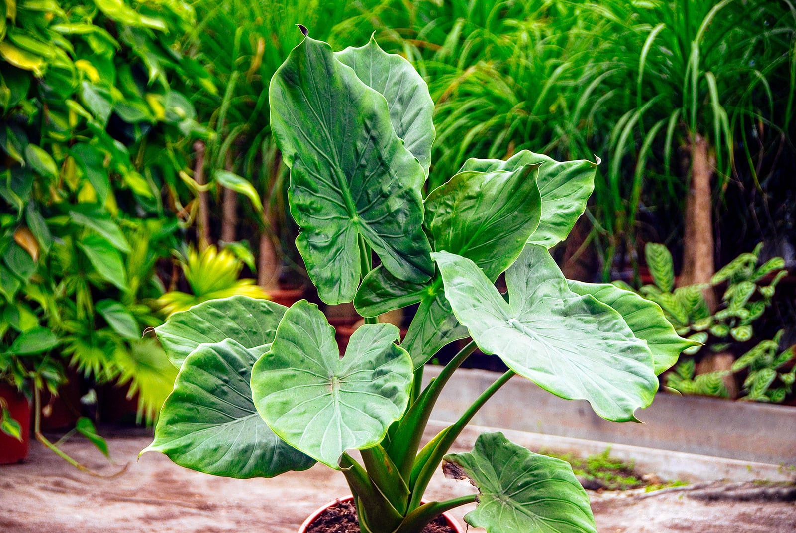 Alocasia macrorrhiza 'Giant Taro'