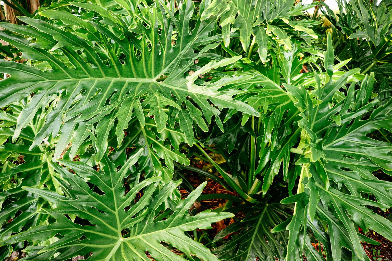 Alocasia portei