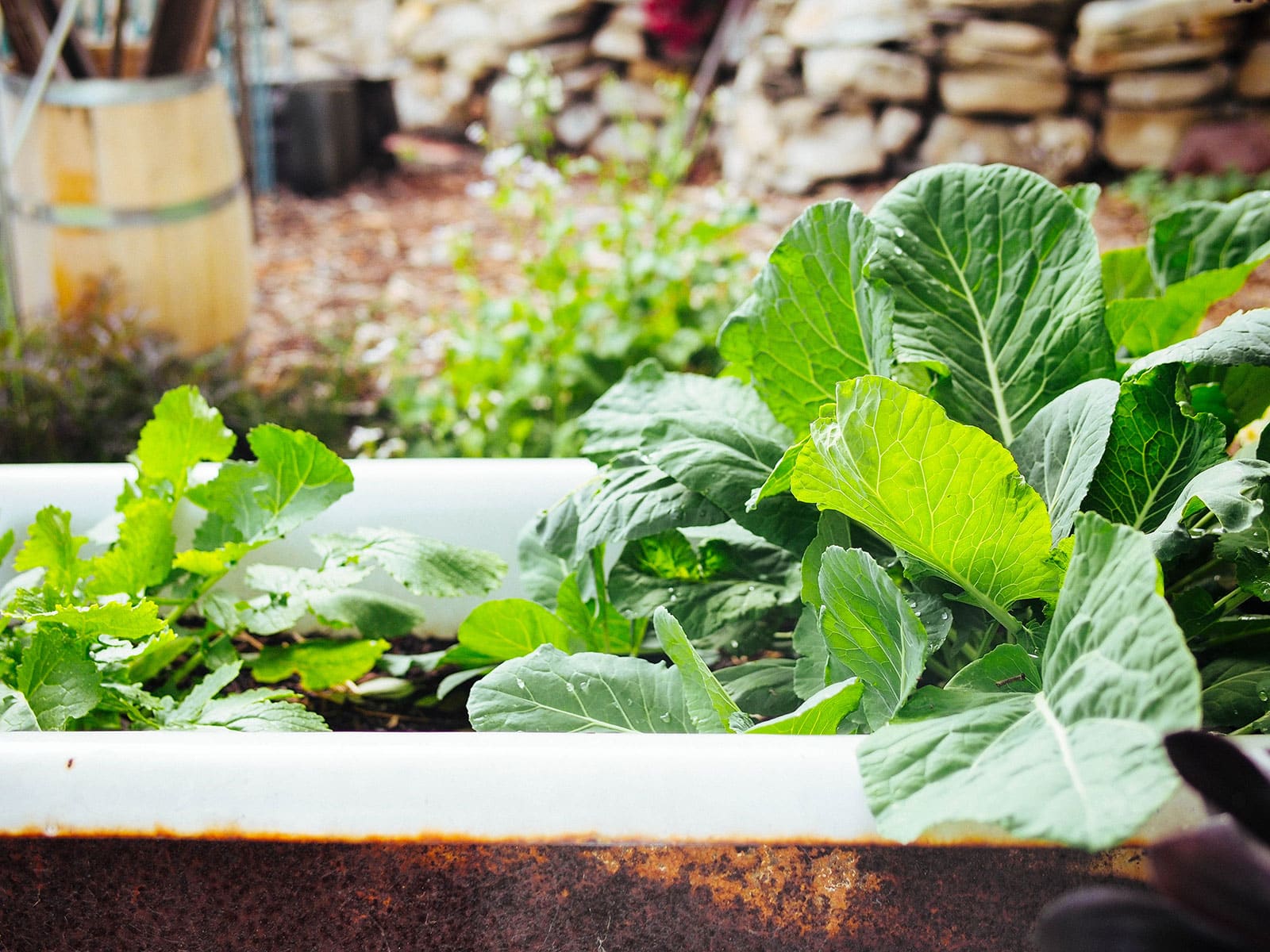 Leafy green vegetables growing in a vintage clawfoot tub turned garden planter
