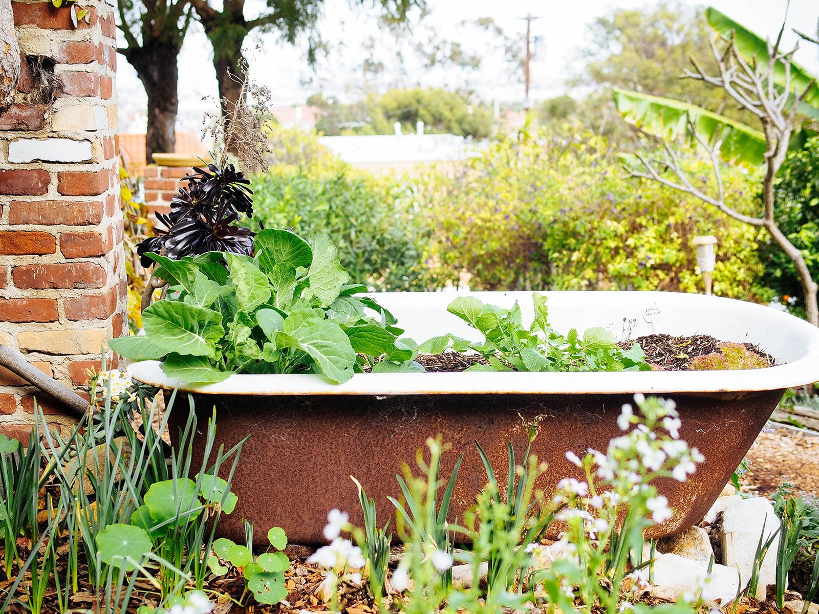 Rusted vintage bathtub planter with assorted leafy vegetables growing in it
