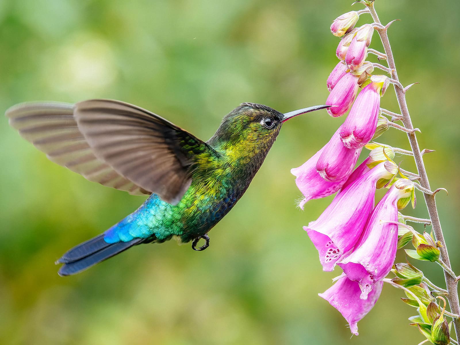 Hummingbird feeding on pink foxglove flowers