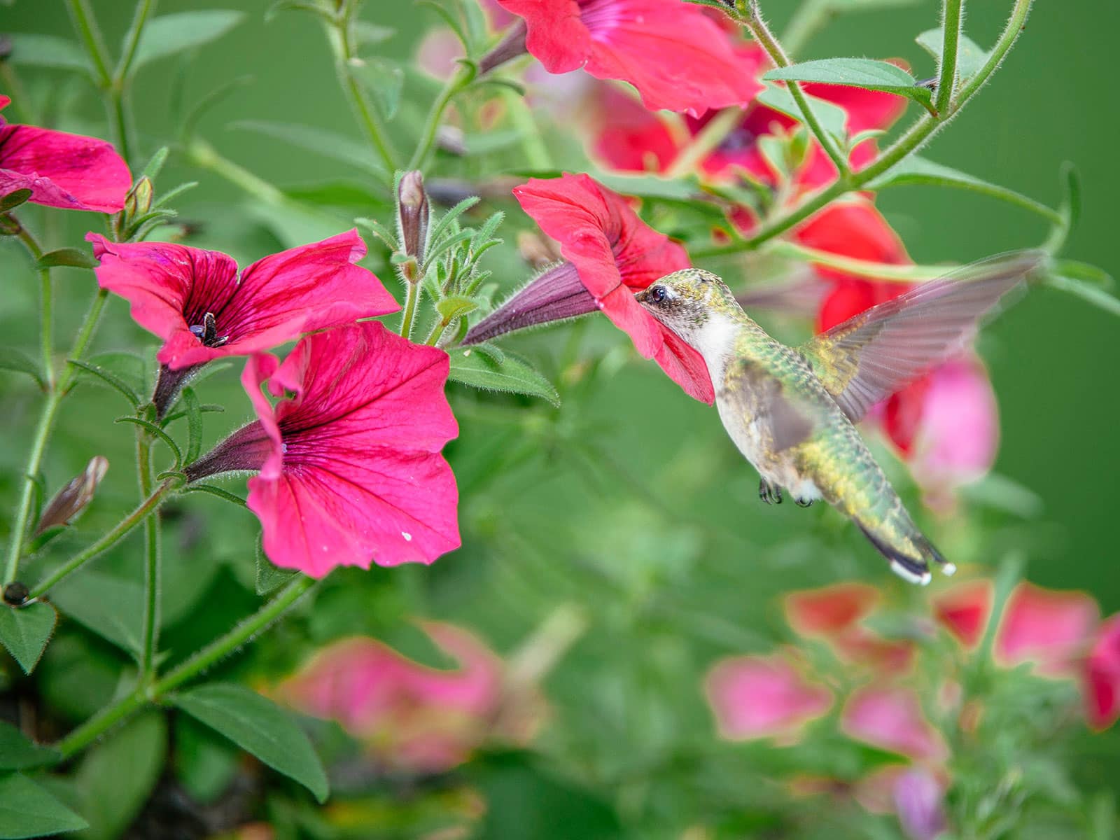 Hummingbird feeding on pink petunia flowers