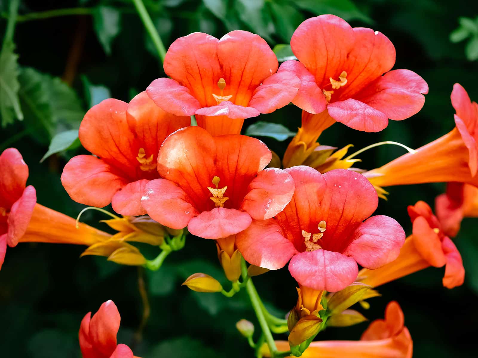 Red trumpet vine flowers