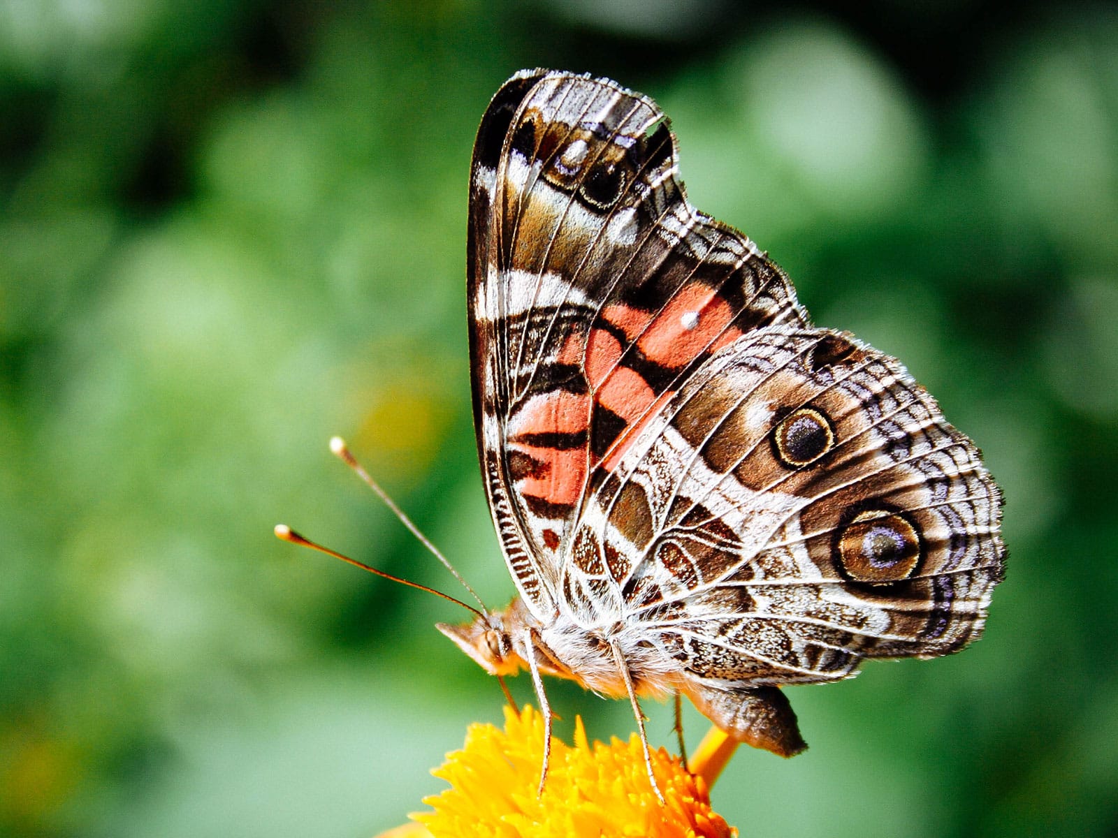 American lady butterfly perched on a yellow flower with its wings folded up