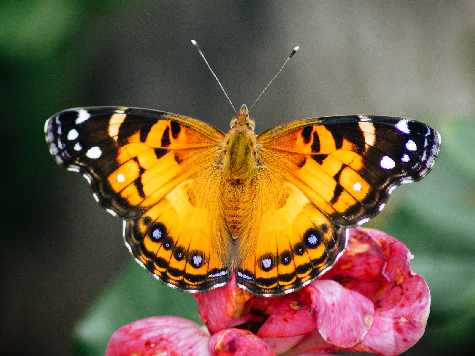 American lady butterfly standing on a reddish-pink flower