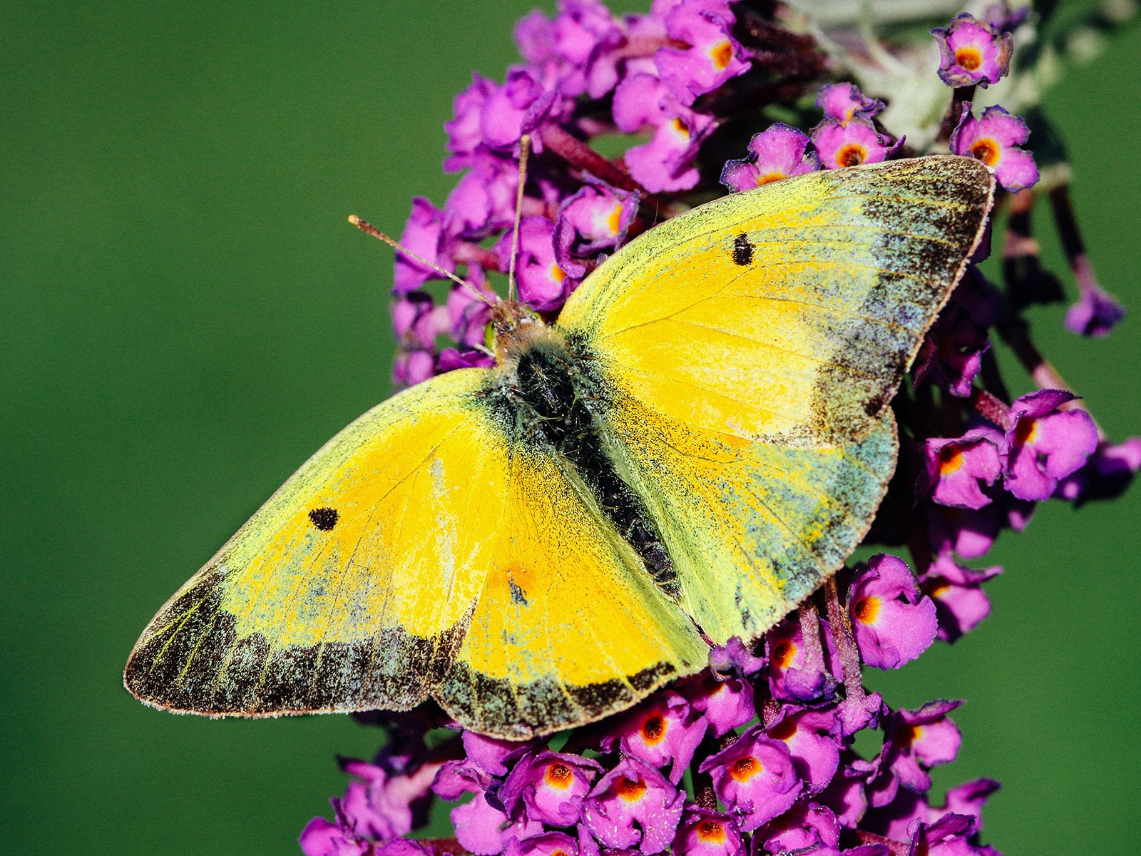 Clouded sulphur butterfly feeding on bright pink flowers