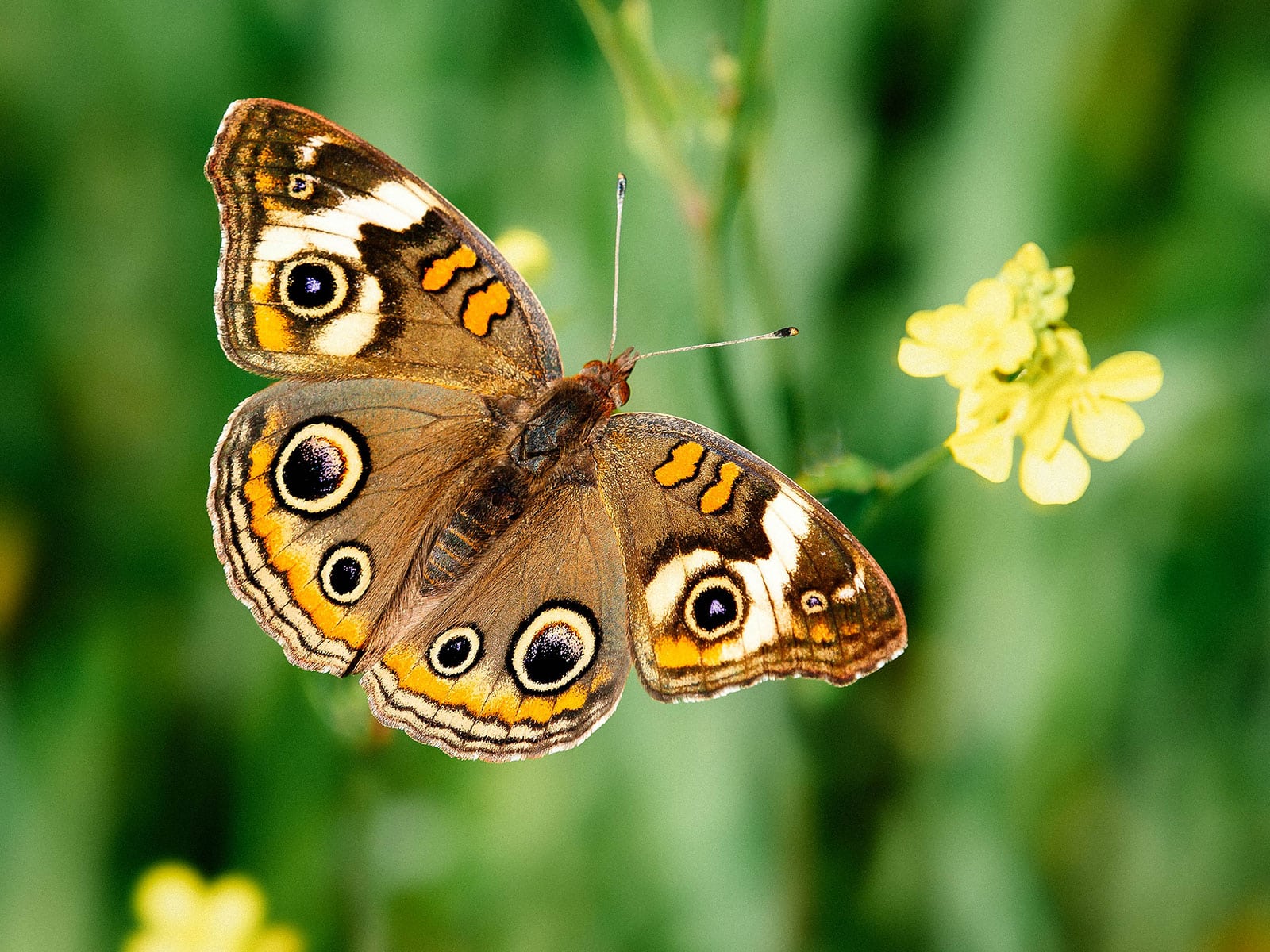 Common buckeye butterfly flying near a yellow flower