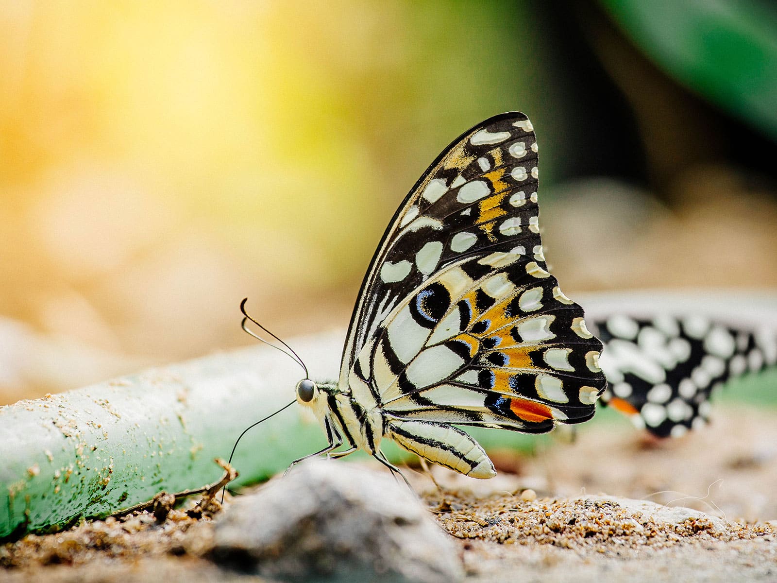 A lime butterfly playing in a mud puddle