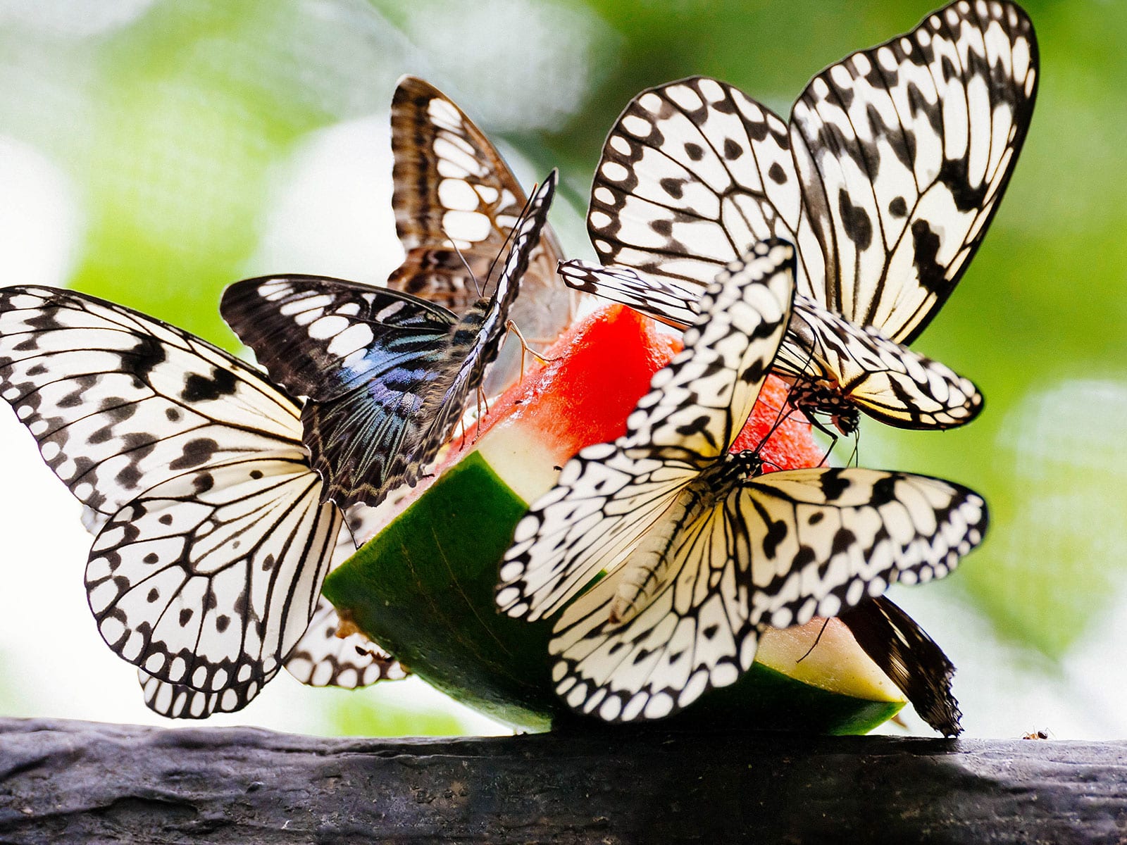 Several paper kite butterflies and a blue butterfly perched on a juicy wedge of watermelon