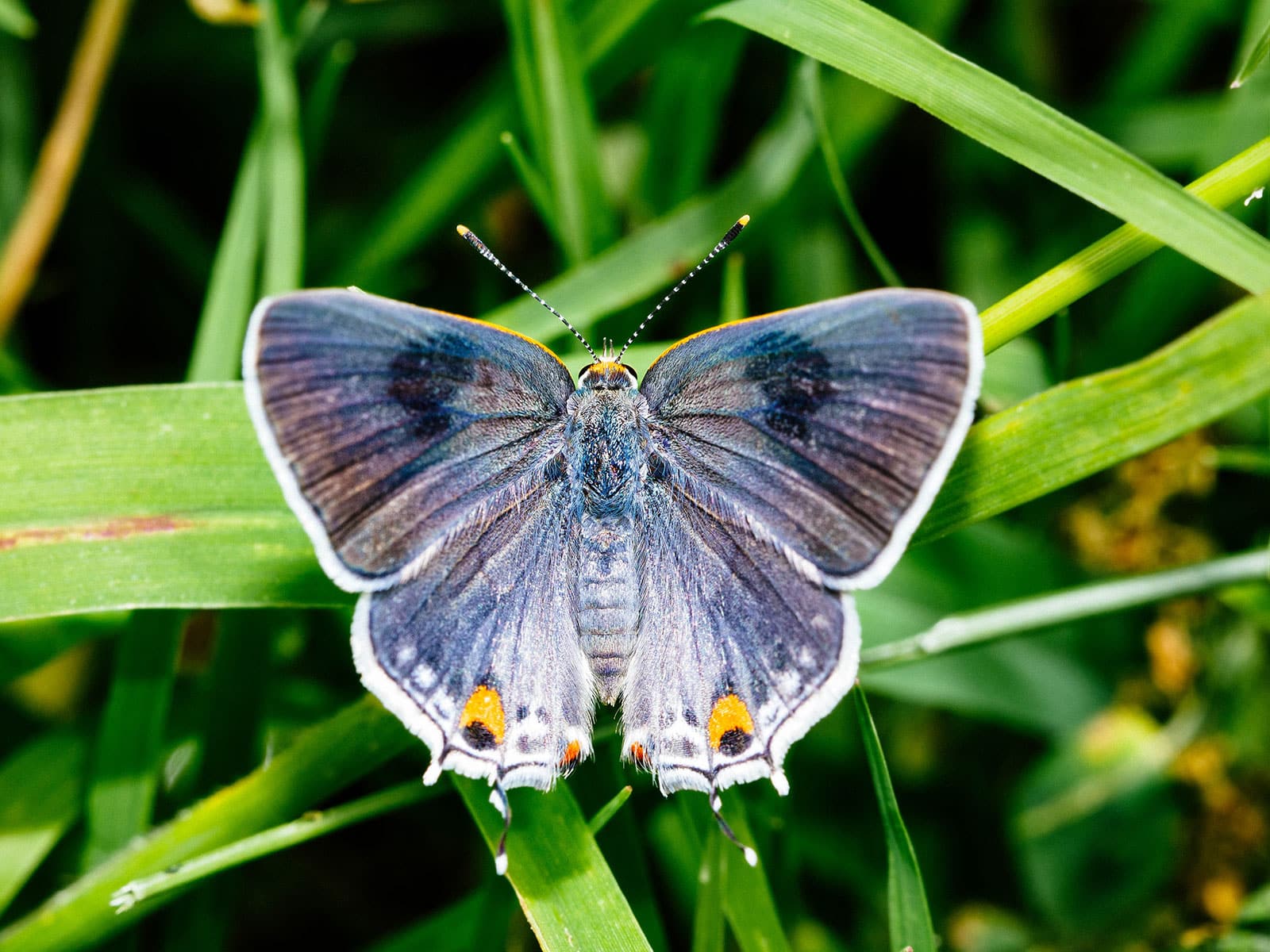 Gray hairstreak butterfly on green stems
