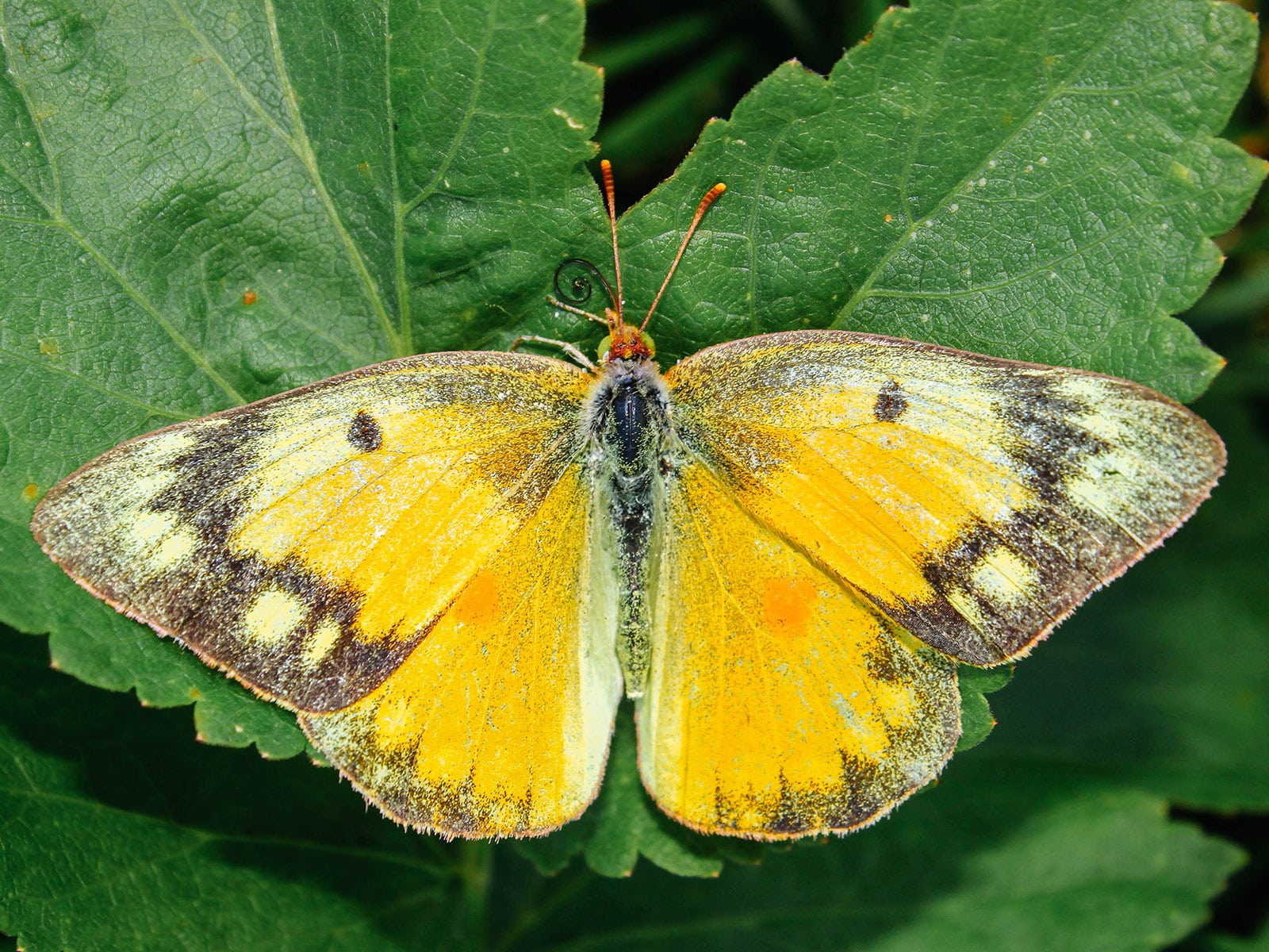 Orange sulphur butterfly resting on a leaf