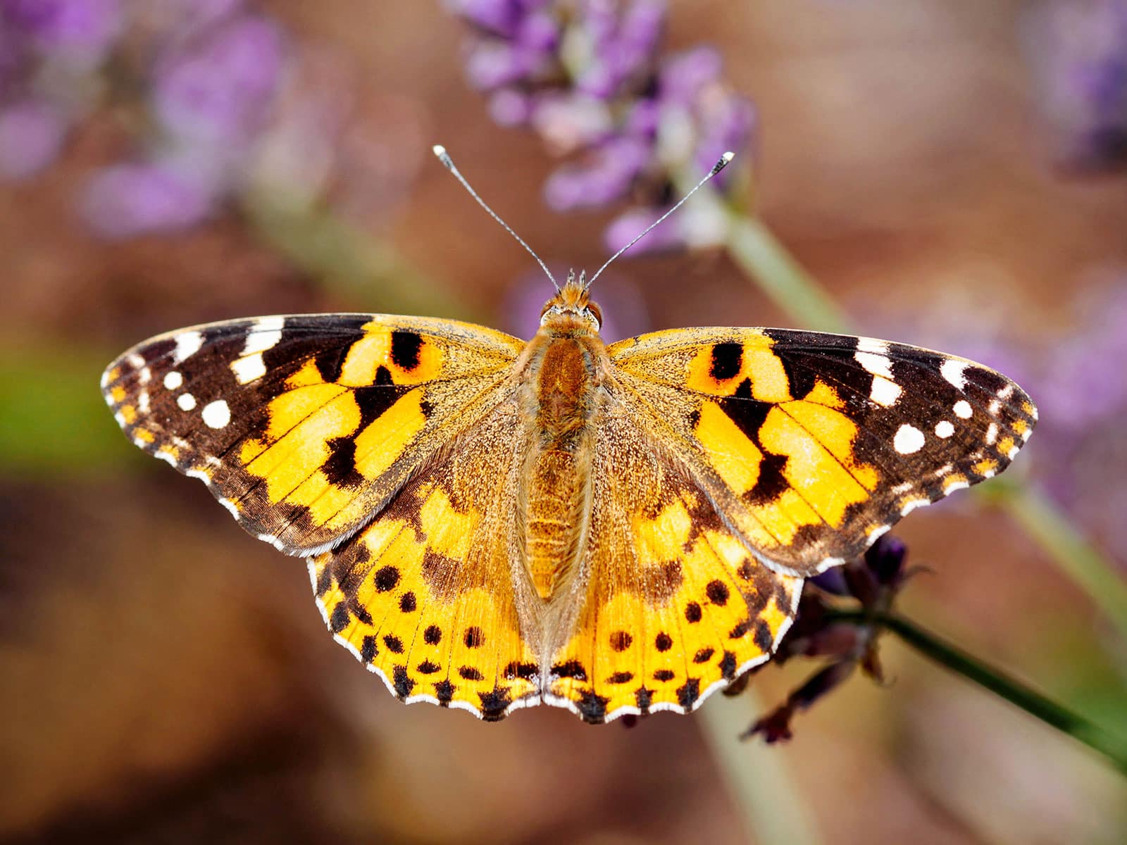 Painted lady butterfly flying near purple flowers