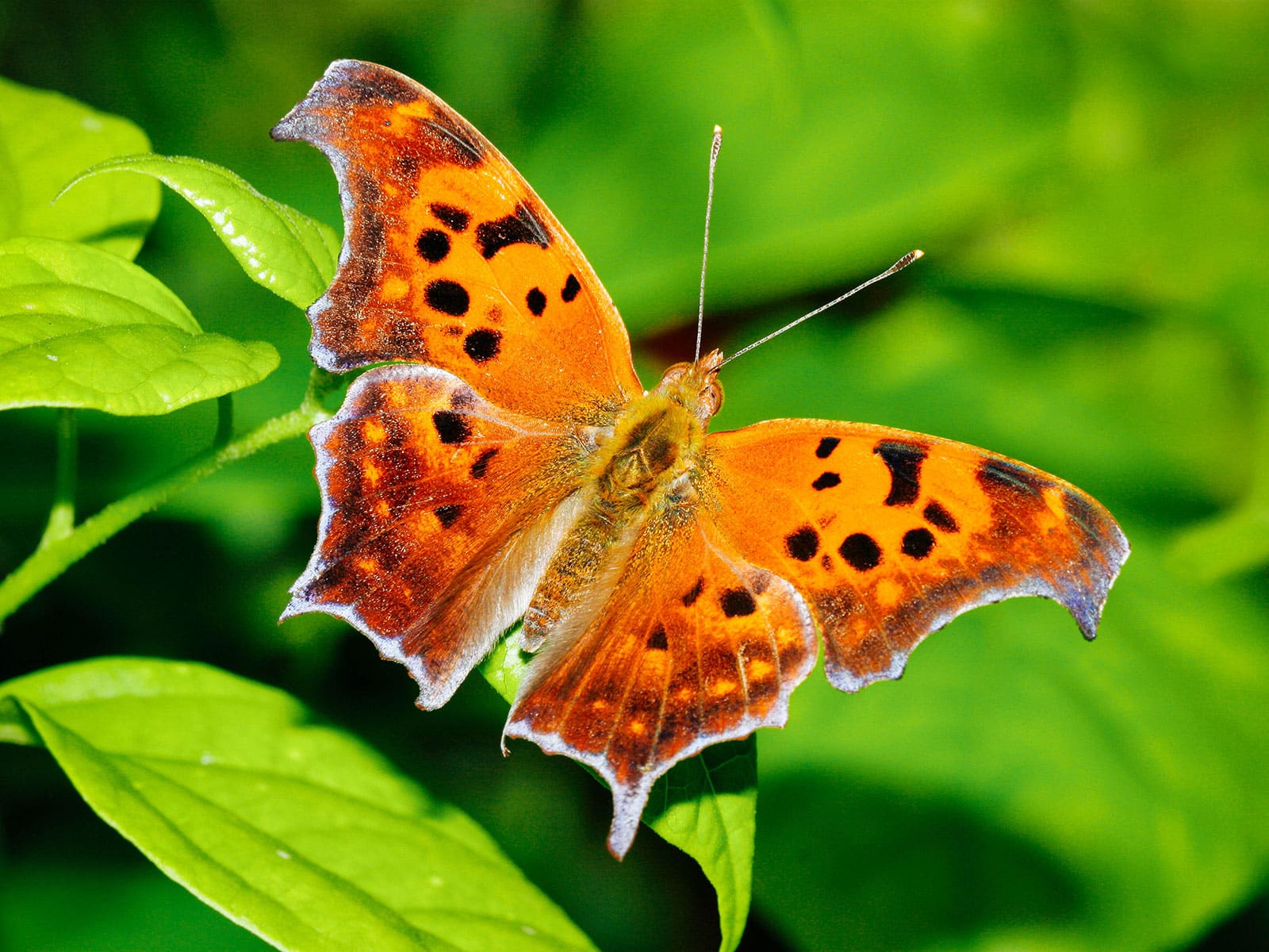 Question mark butterfly resting on a leaf