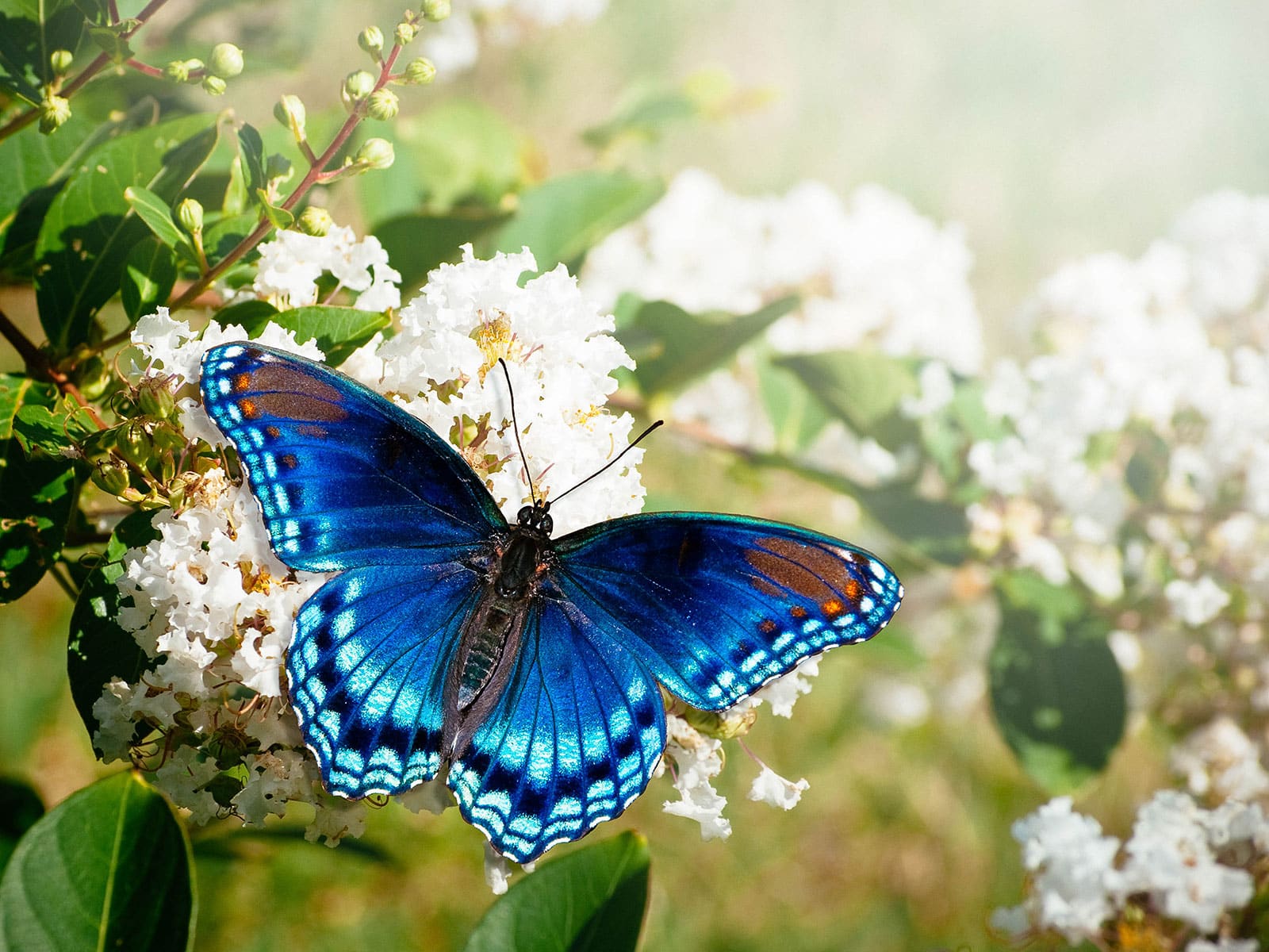 Red-spotted purple butterfly feeding on white flower cluster