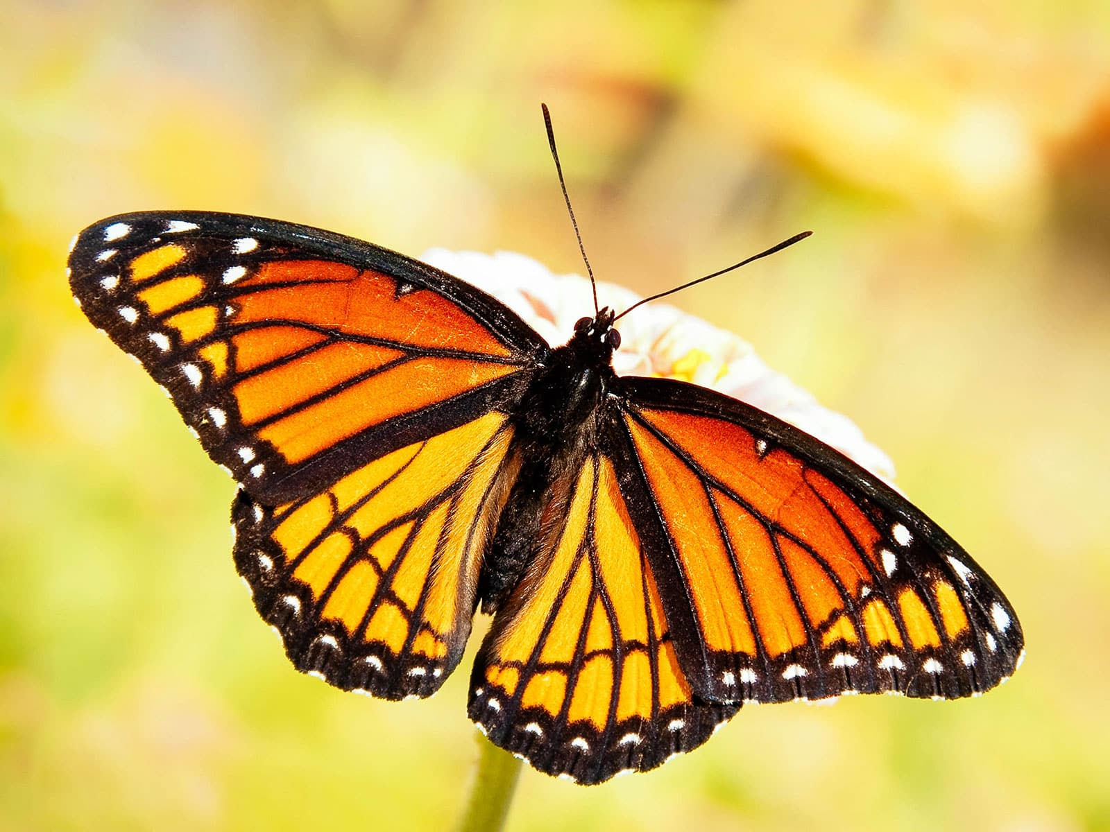 Viceroy butterfly landing on a pale flower