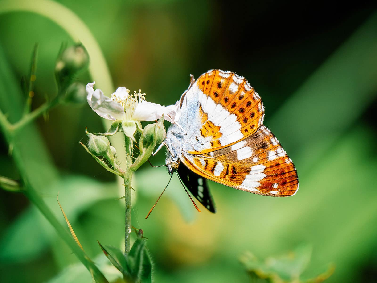 White admiral butterfly perched on a small white flower with wings folded up