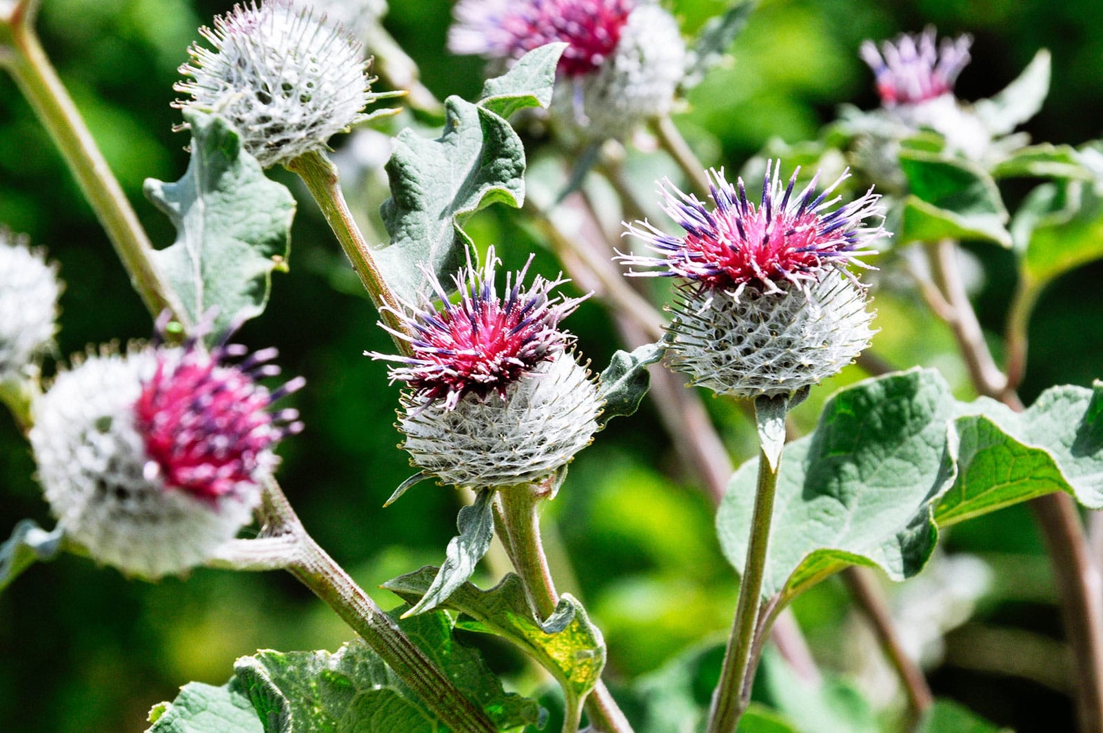 Close-up of burdock flowers