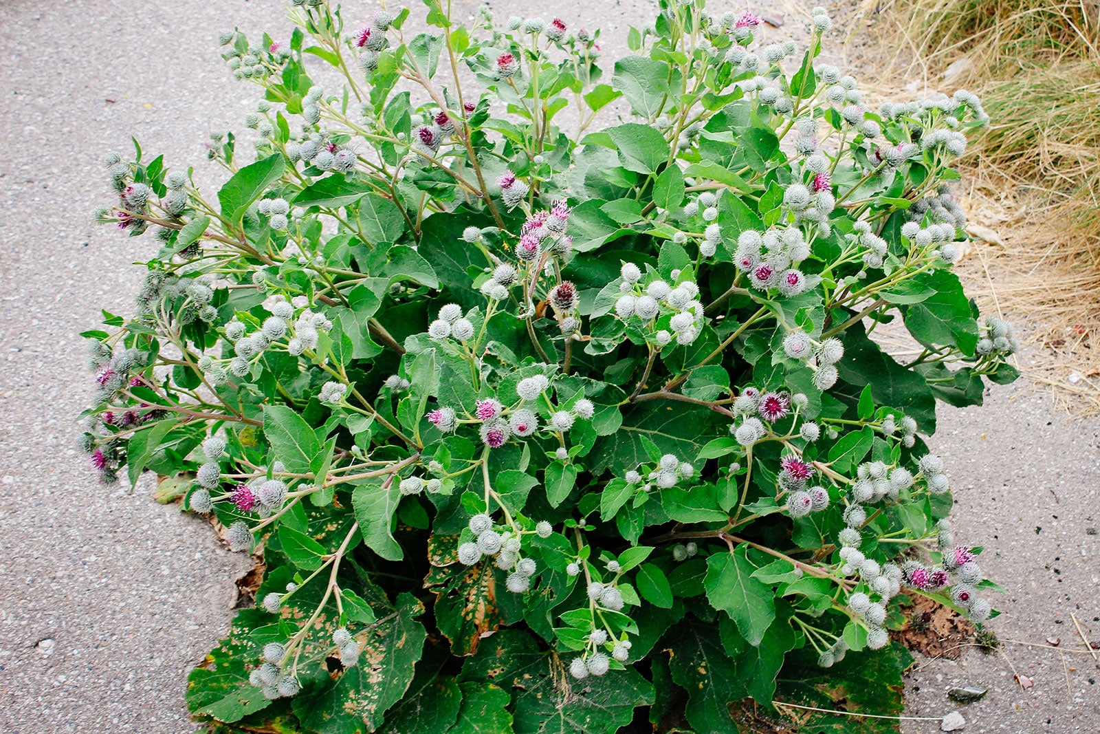 Burdock with prickly flowers growing in a sidewalk