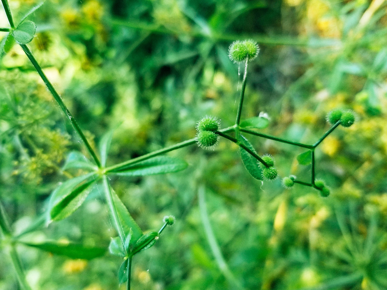 Close-up of sticky fruits on cleavers