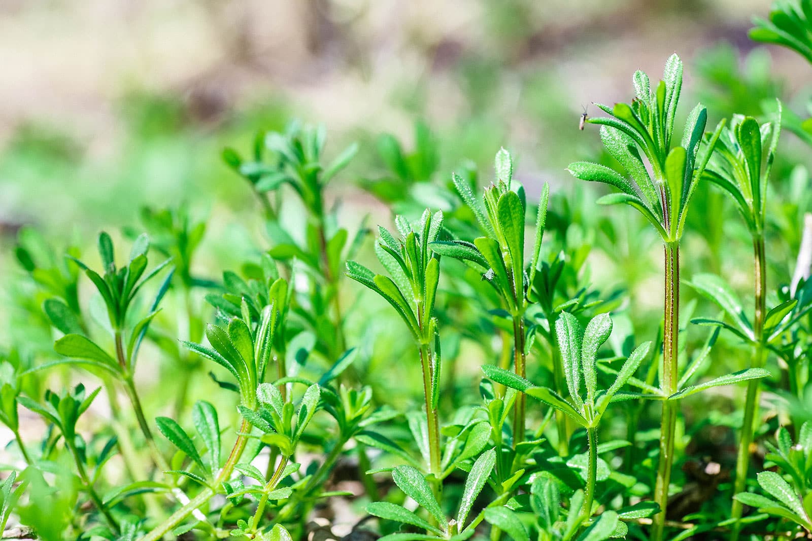 Close-up of cleavers