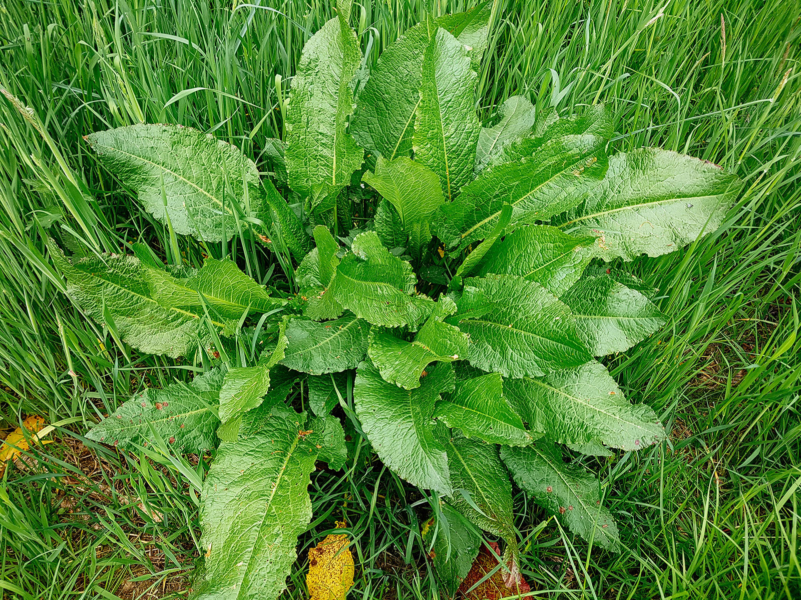 Curly dock growing in a lawn