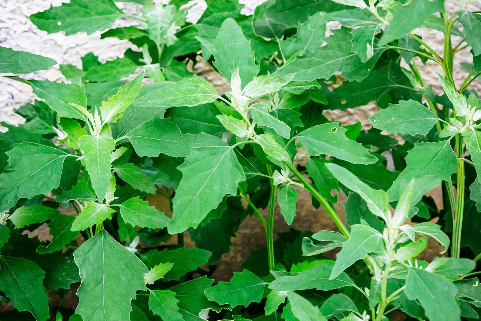 Lamb's quarters growing as a weed