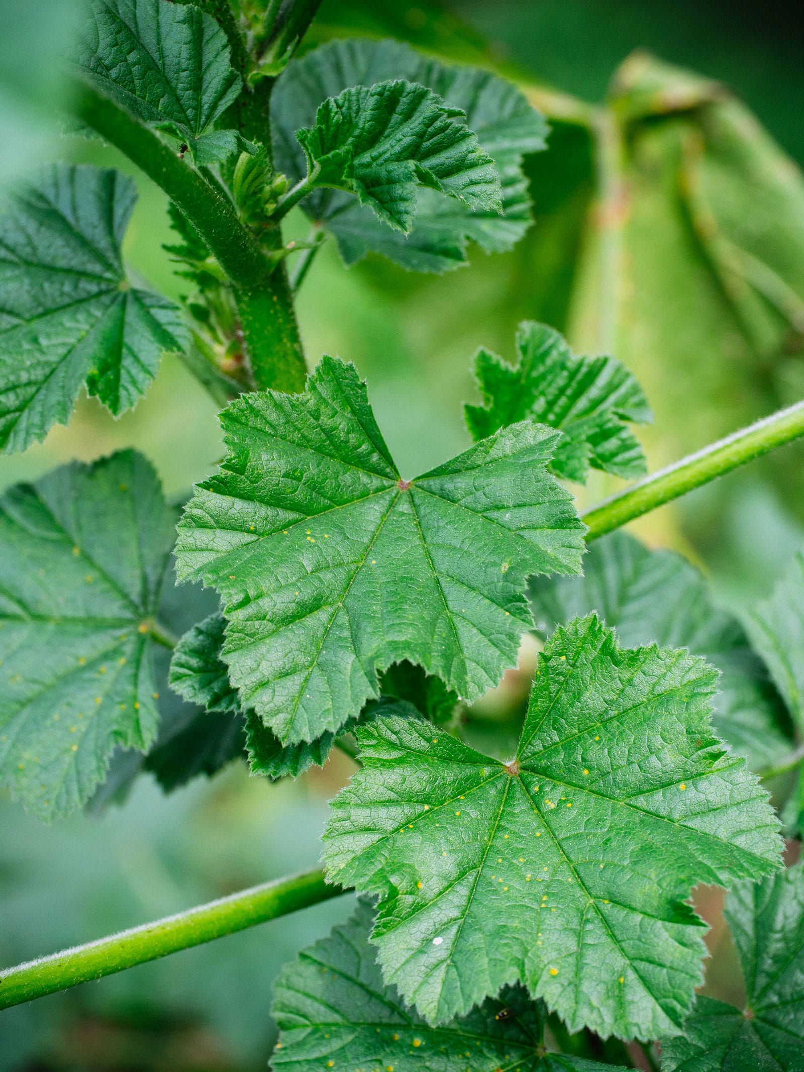 Close-up of mallow leaves