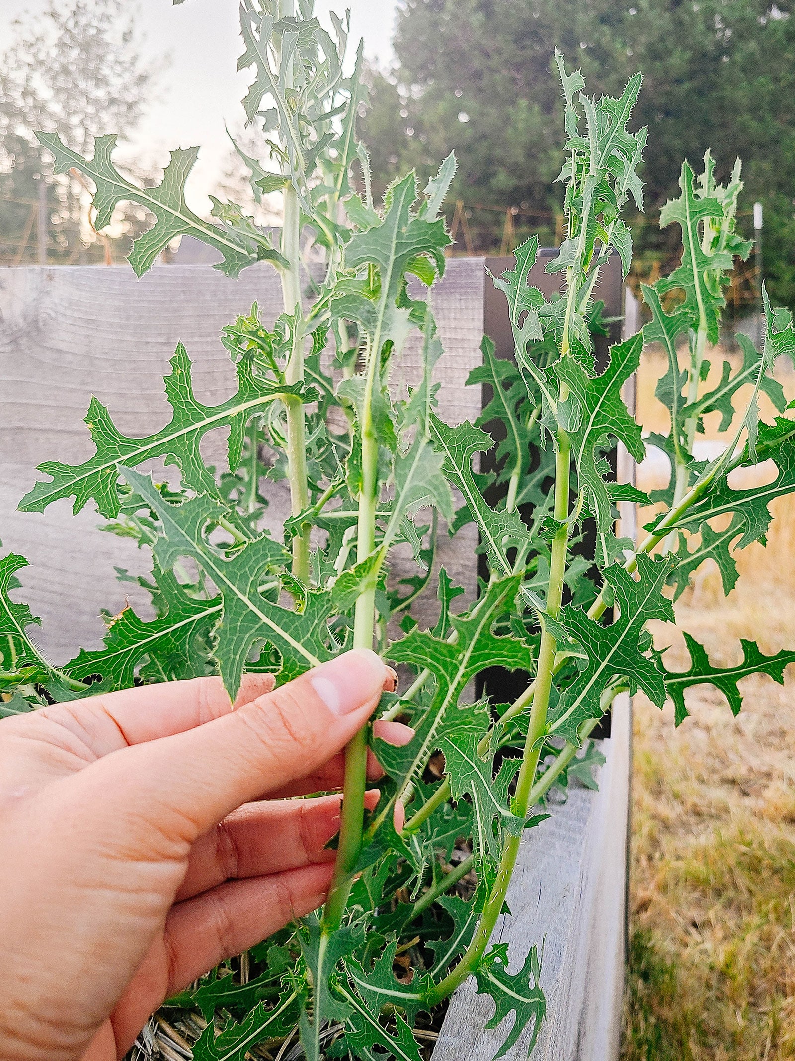 Hand holding a stem on a prickly lettuce plant growing in a raised bed