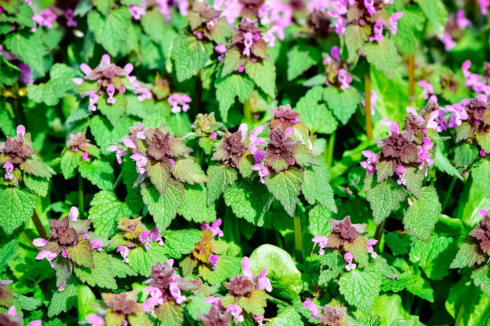 Purple dead-nettles with purple flowers
