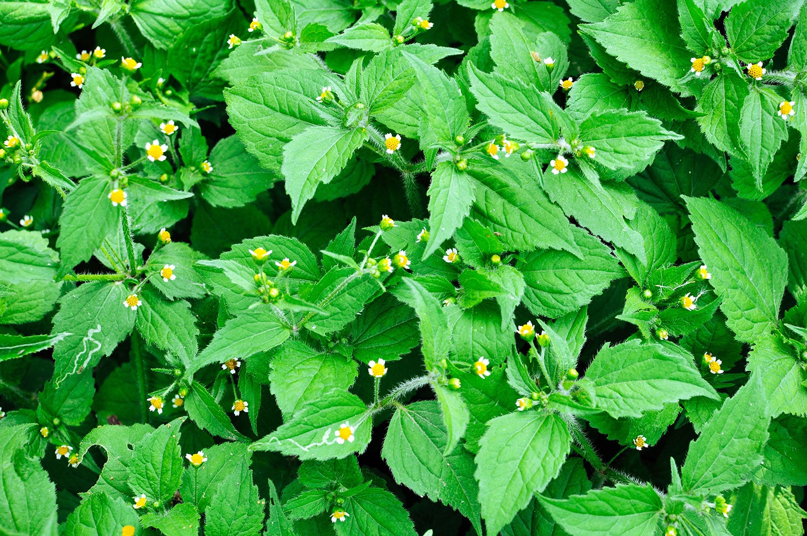 Close-up of quickweed with tiny white flowers