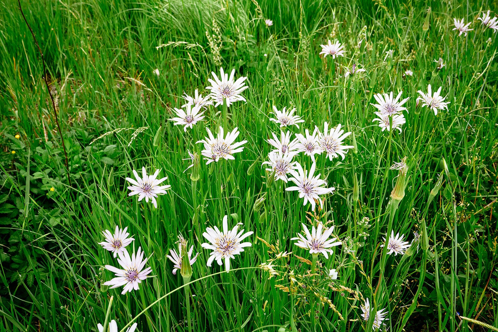 Salsify growing in a field