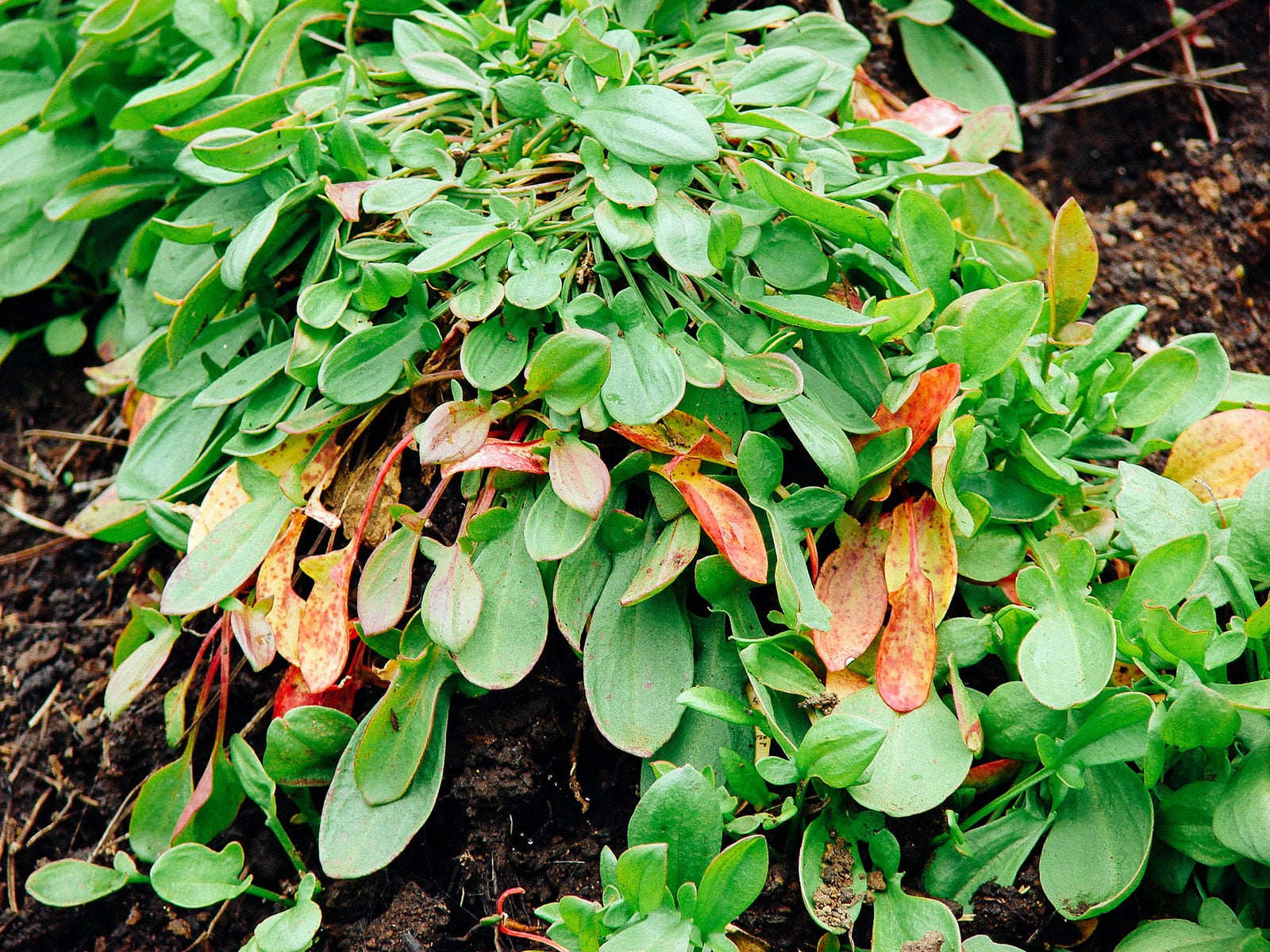 Sheep sorrel growing in disturbed soil