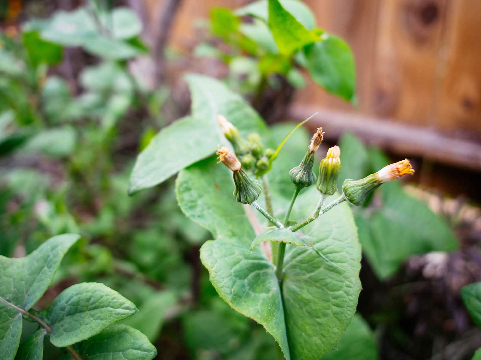 Close-up of multiple flower heads on sow thistle
