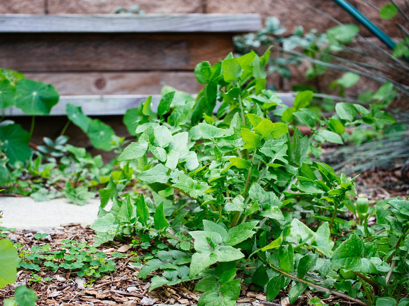 Sow thistle growing as a weed in wood mulch