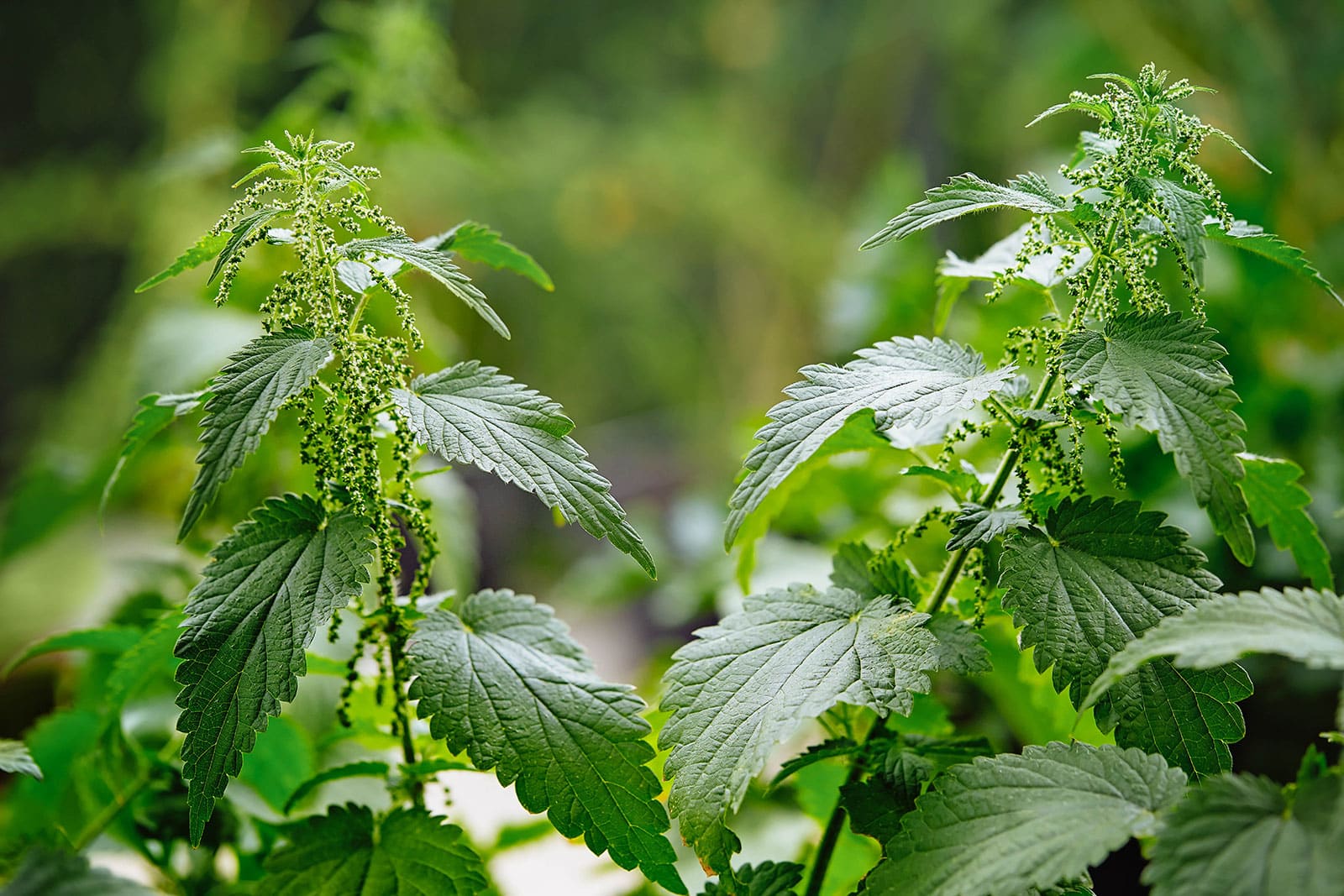 Close-up of stinging nettles with flowers
