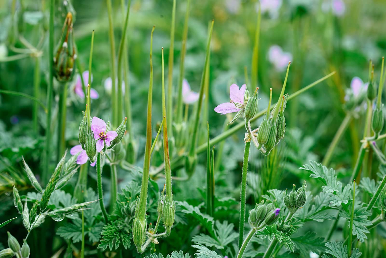 Close-up of ripening seed pods on storksbill, which resemble a long-beaked stork