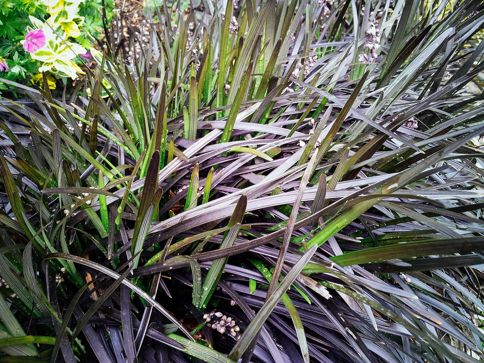 Black mondo grass ground cover