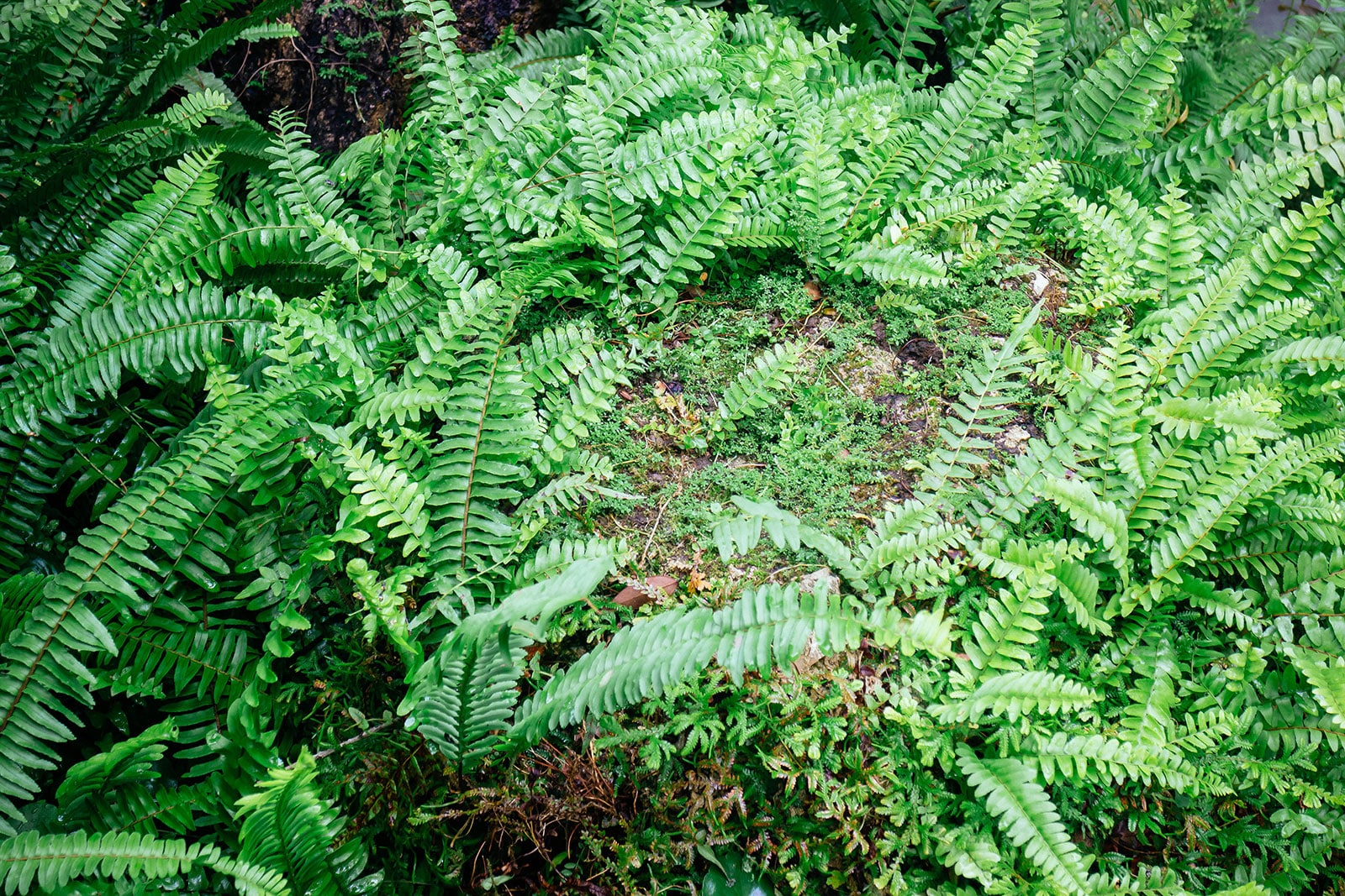Christmas ferns planted as a shade-loving ground cover