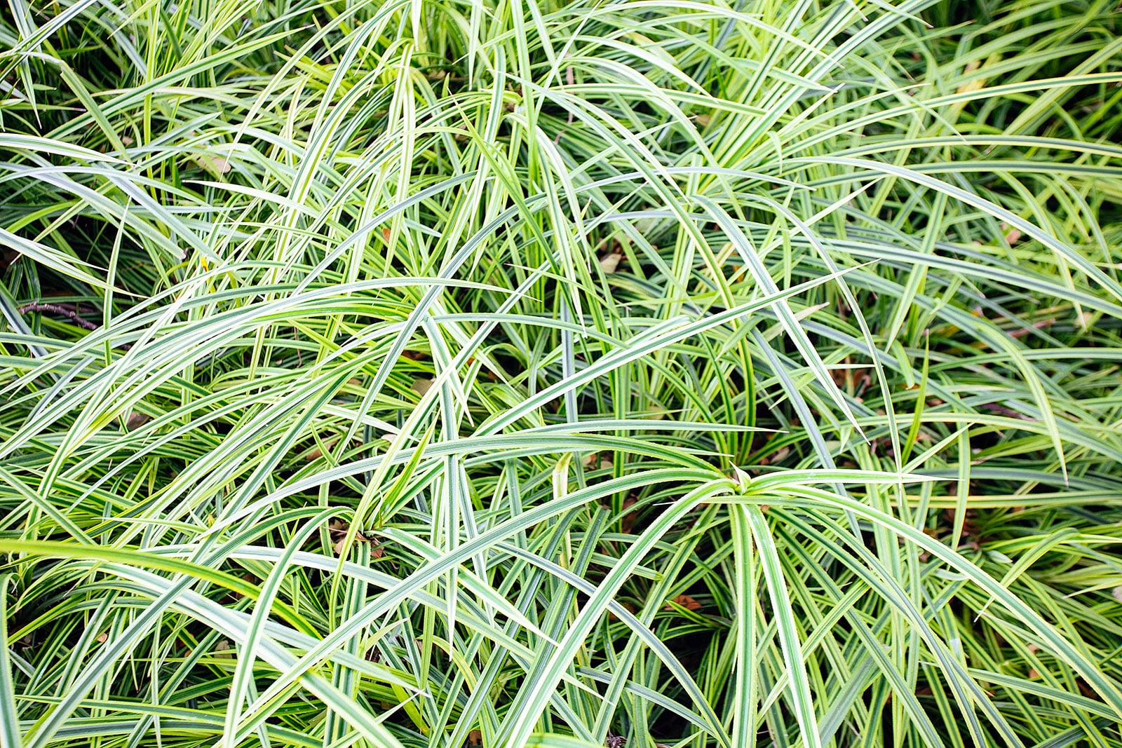 Creeping lilyturf ground cover