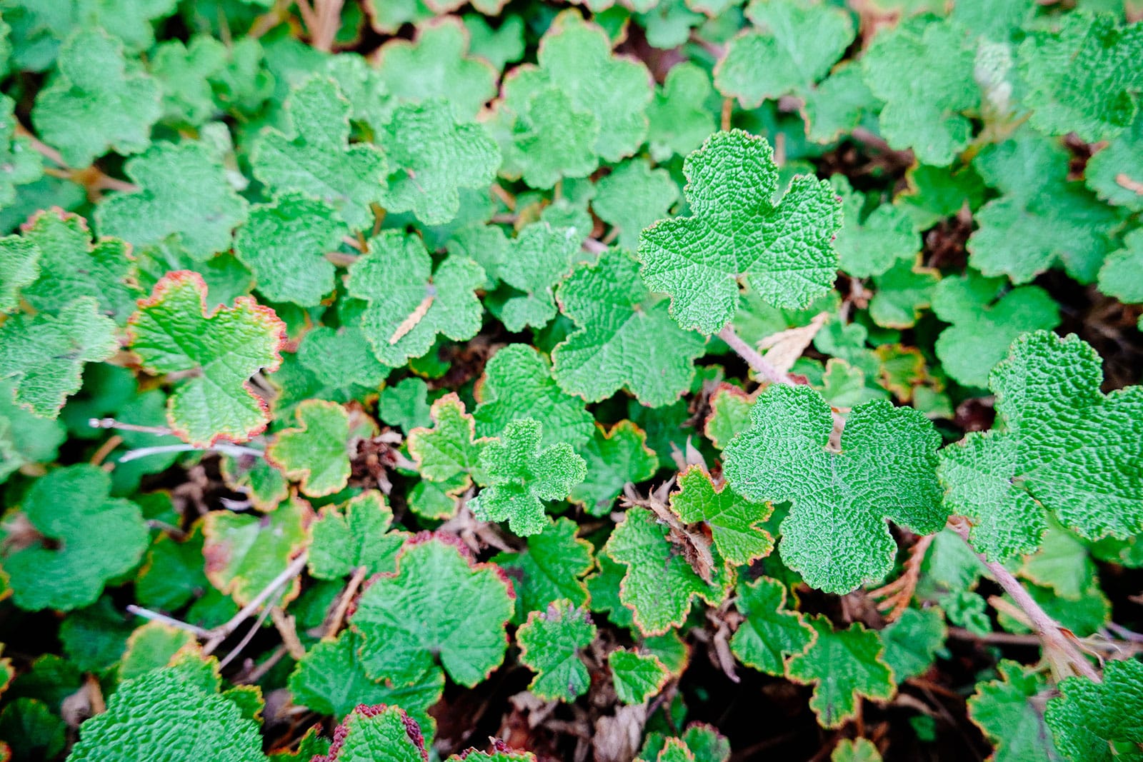 Creeping raspberry ground cover