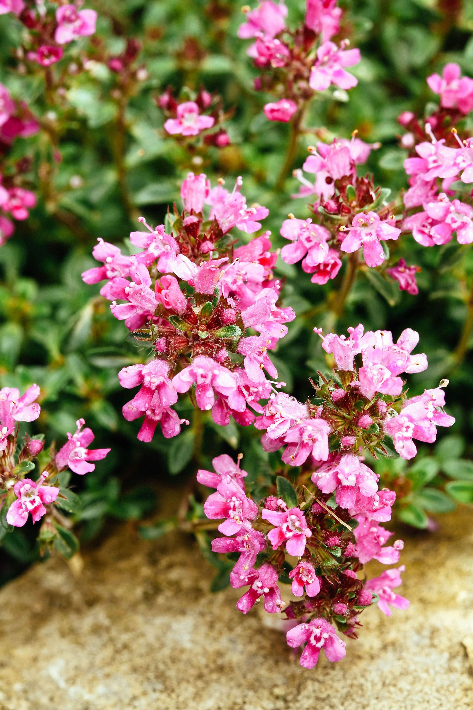 Creeping thyme in bloom with pink flowers