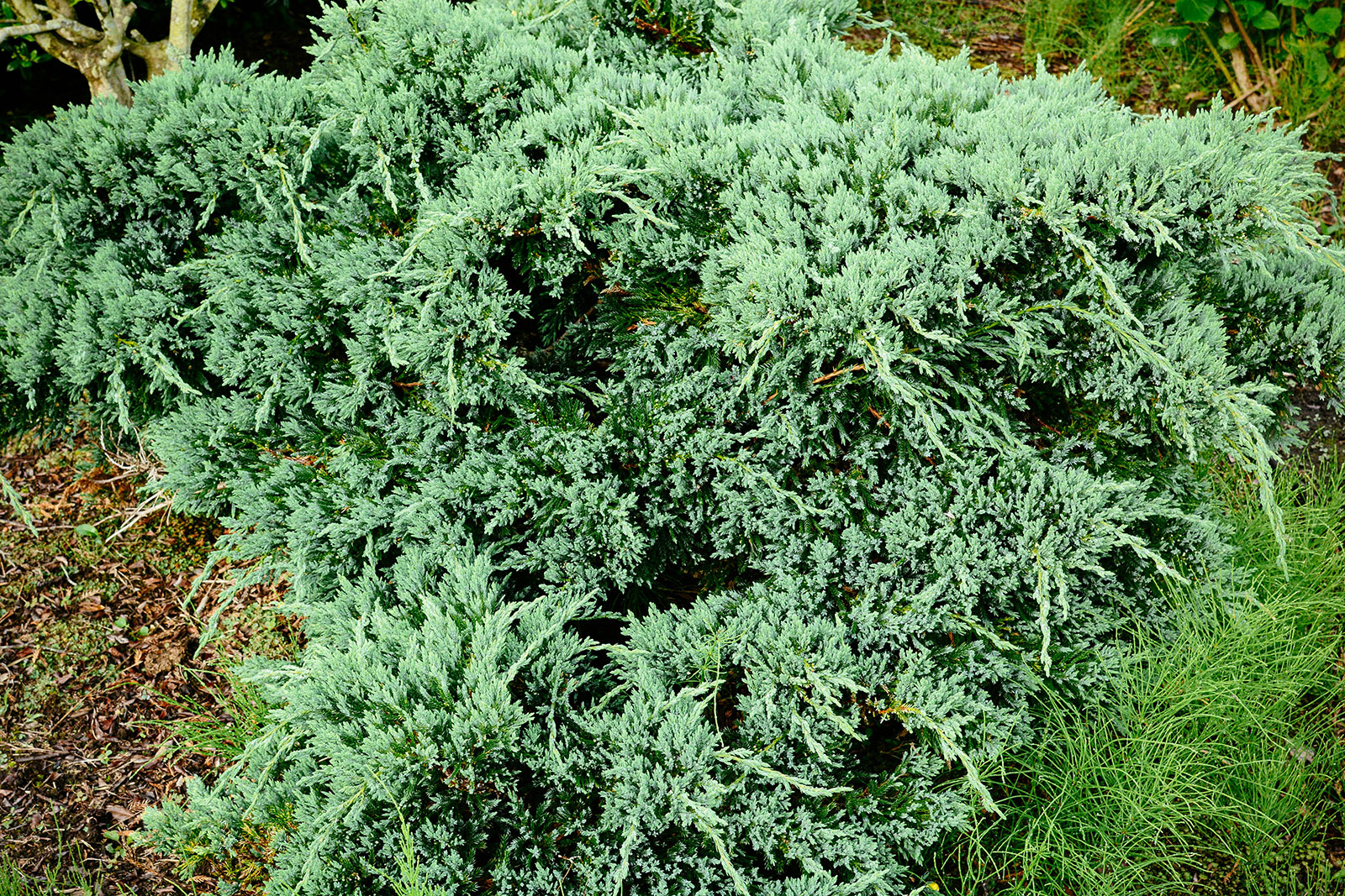 Dwarf Japanese garden juniper used as a ground cover in a yard