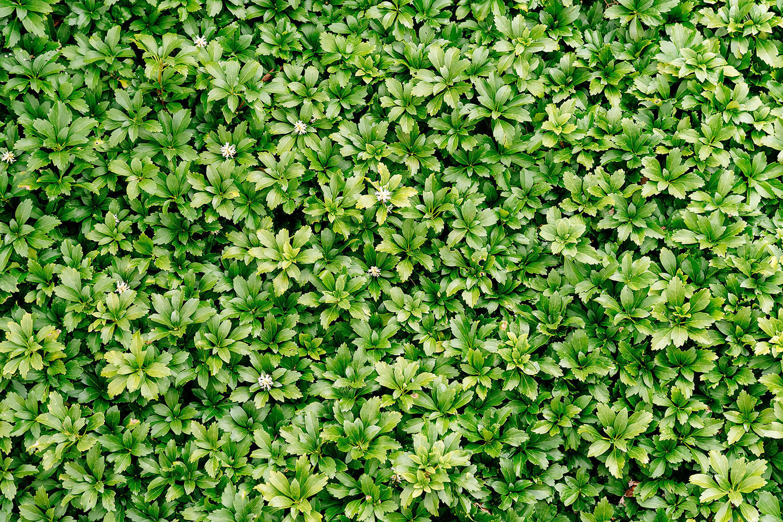 Japanese spurge ground cover