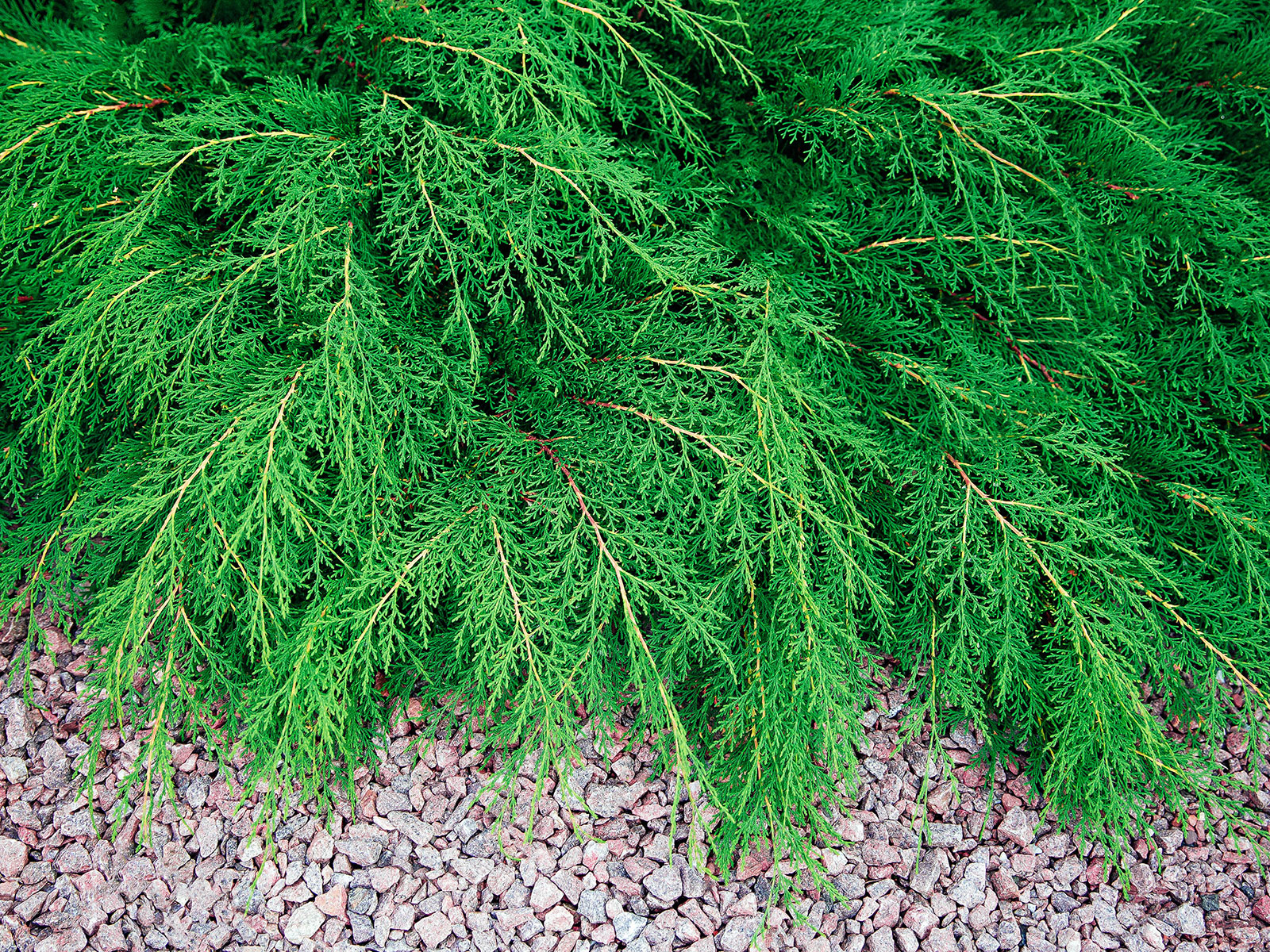 Siberian cypress ground cover next to a rock path