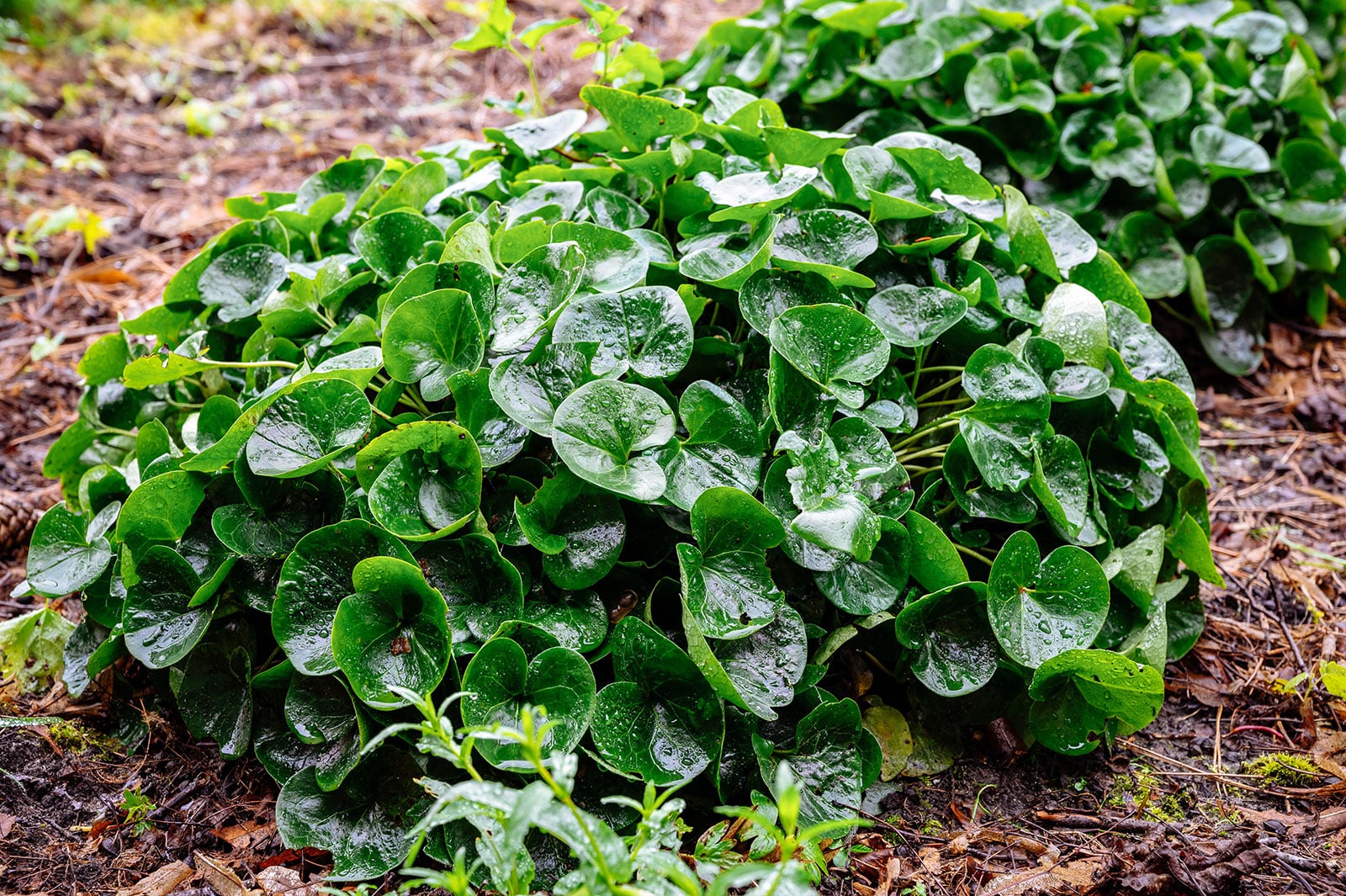 European wild ginger with dewy leaves