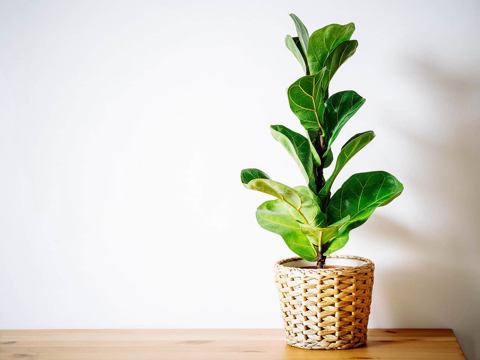 A compact version of a fiddle leaf fig houseplant (Ficus lyrata Bambino) in a wicker basket on a wooden shelf