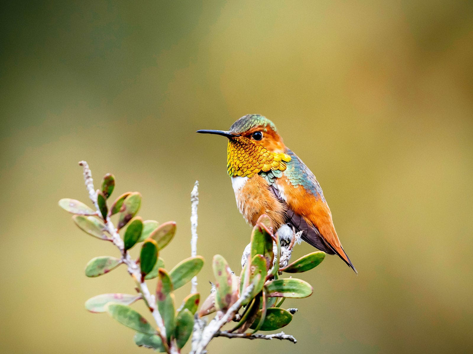 Allen's hummingbird sitting on the end of a branch with short green leaves