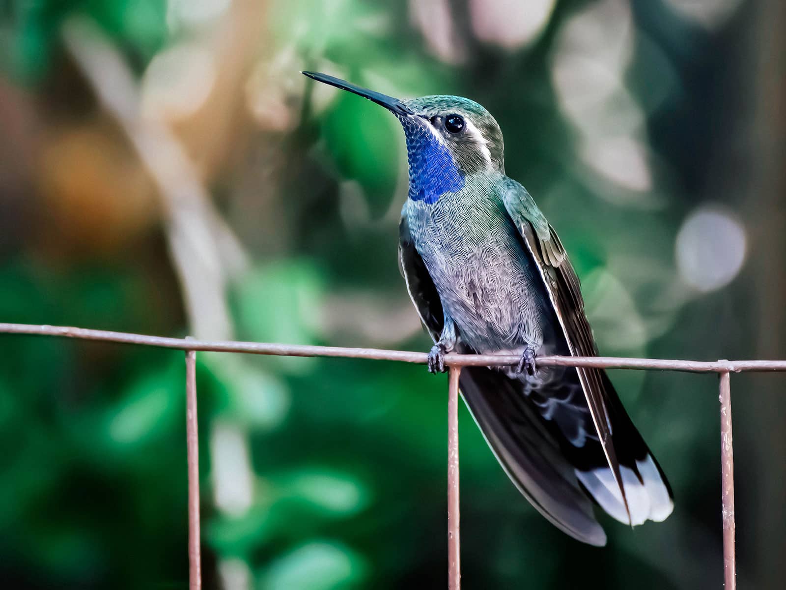 Blue-throated mountain-gem hummingbird on a tree branch