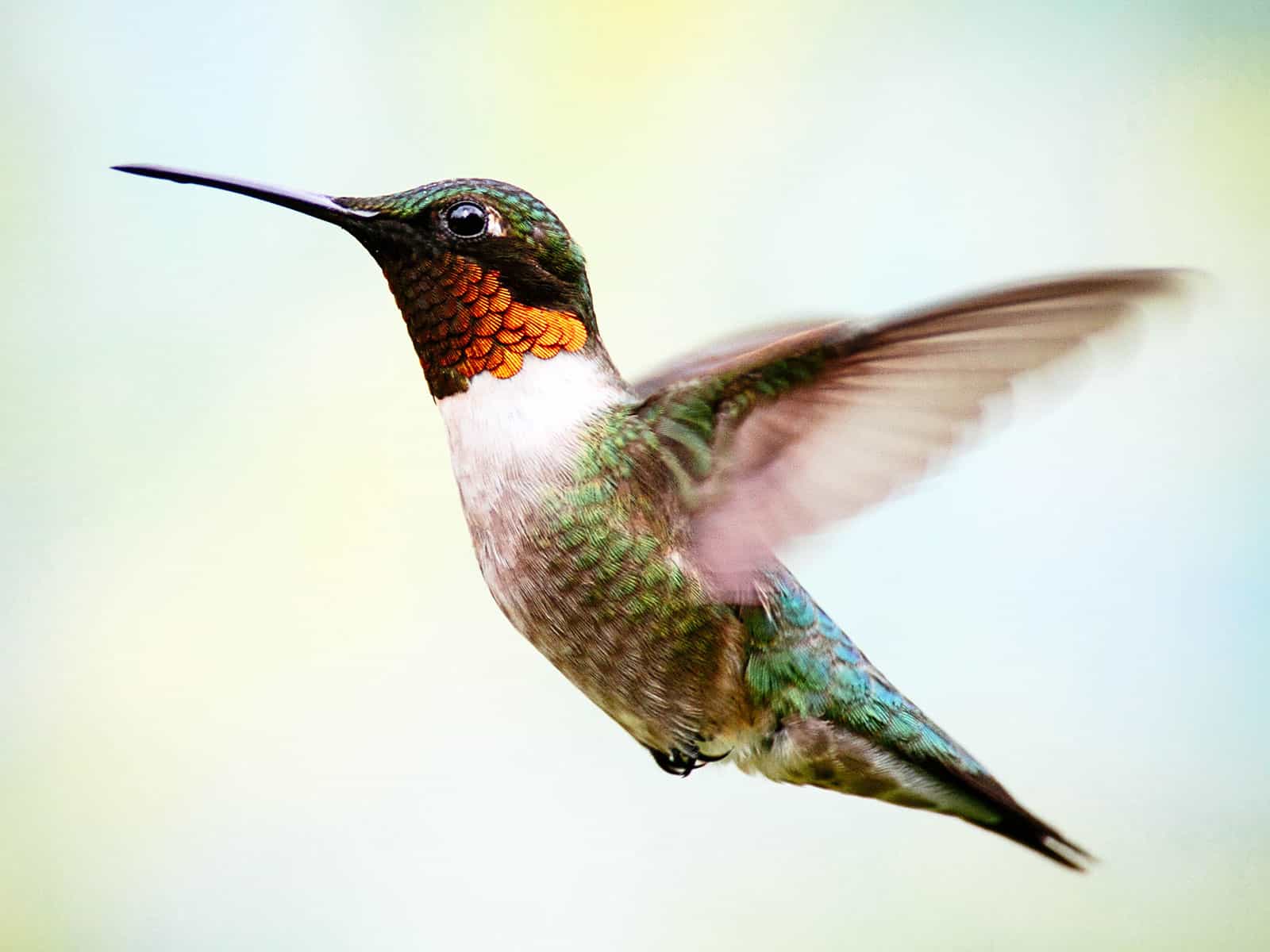 Ruby-throated hummingbird in flight