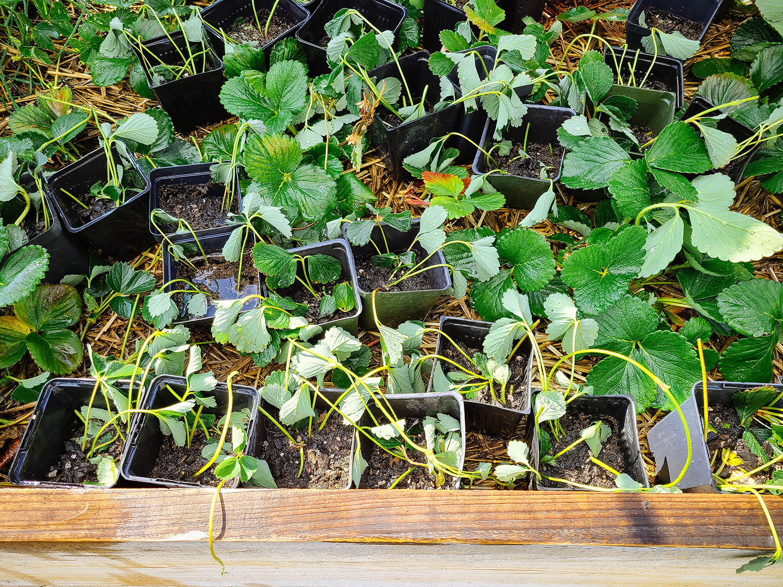 Looking down on a bed of Junebearing strawberry plants with runners being propagated from the mother plants into small black pots